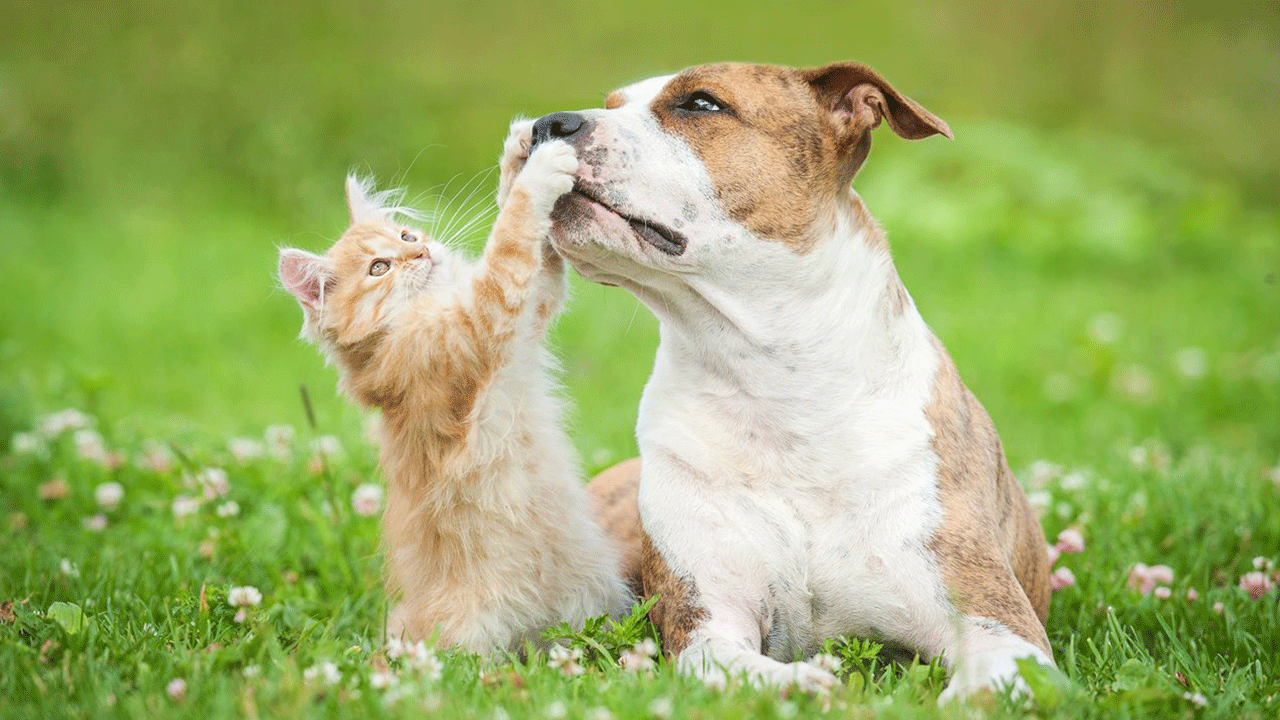 THC Free CBD Pet Tincture
