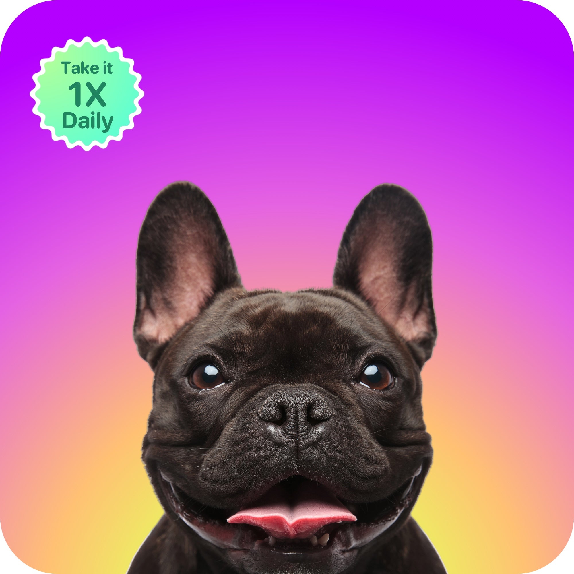 Pet Tincture